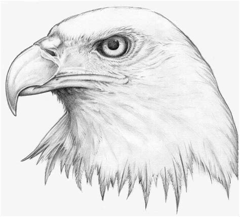 easy drawing eagle