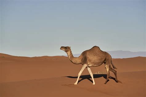 Why do camels have humps? — Today You Should Know