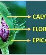 Image result for calyx