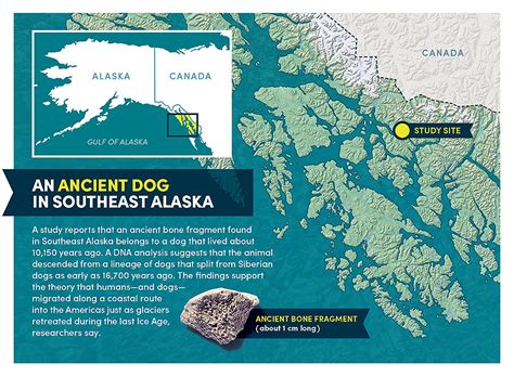 How did dogs get to the Americas? An ancient bone fragment holds clues ...