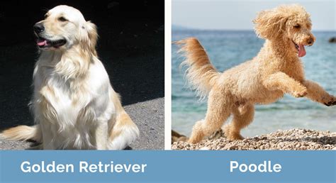 Golden Retriever vs Poodle: Which One Should I Choose? | Hepper Pet ...
