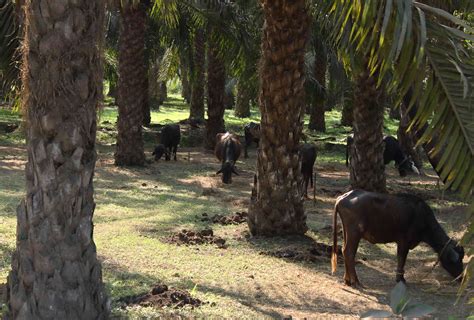 Horticulture Department