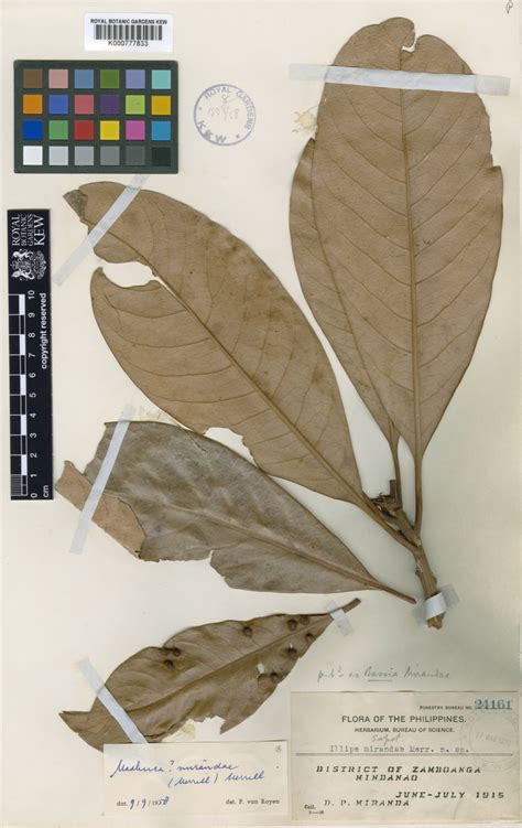 Madhuca mirandae (Merr.) Merr. | Plants of the World Online | Kew Science