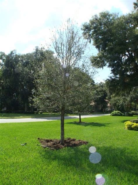 Image result for Planting a Root Bound Tree