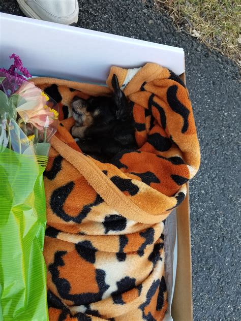 BOILING SPRINGS ANIMAL HOSPITAL - Boiling Springs PA - Hours ...