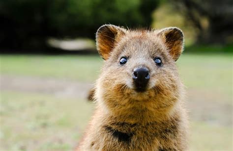 Aussie Animals 的图像结果
