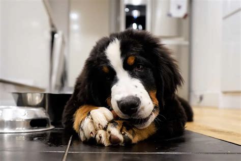 Bernese Mountain Dog Feeding Chart: Berner’s Healthy Diet