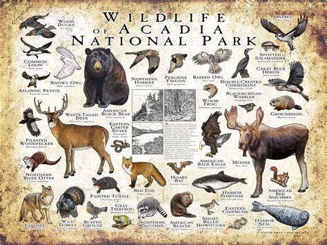 Wildlife In Acadia National Park