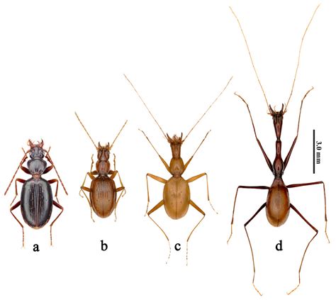 Carabidae Ground Beetles