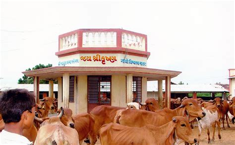 Shri Krishna Gaushala of Shree Jagjivan Bapu Sevashram