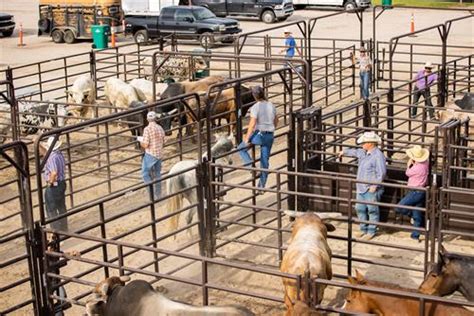 Image result for Loading Rodeo Stock