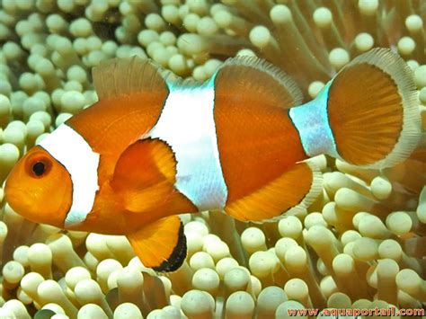 Image result for Poisson Clown
