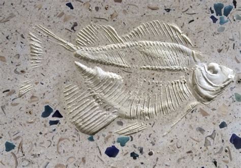 Image result for Fossil SQLite