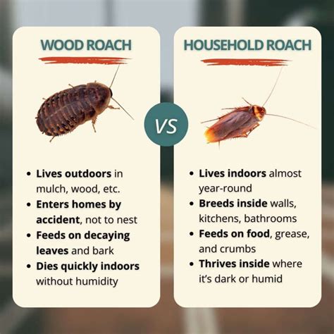 Best Ways to Get Rid of & Prevent Wood Roaches | Inside & Out Pest Services