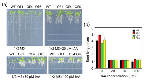 Overexpression of Cassava MeAnn2 Enhances the Salt and IAA Tolerance of ...