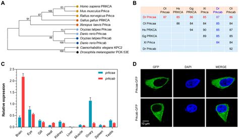 Dysfunction of Prkcaa Links Social Behavior Defects with Disturbed Circadian Rhythm in Zebrafish