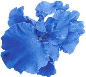 Futaba Iris Seed Price in India - Buy Futaba Iris Seed online at ...