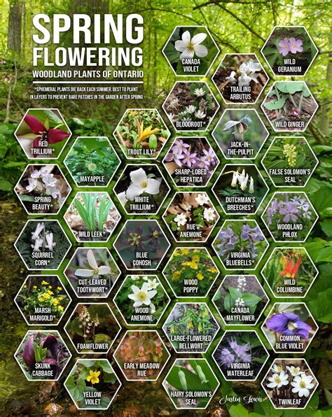 Native Wildflowers Nursery Review at Debra Baughman blog