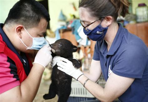 Rescue Bear Cubs Mochi, Nara and Nikko - FOUR PAWS International ...
