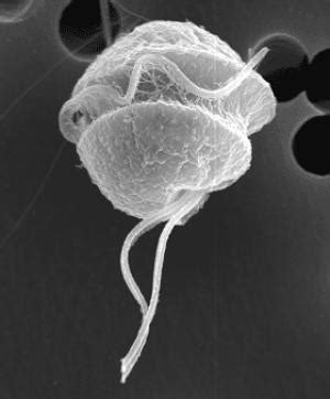 /Teorica burocratica || educacion de la teoria burocratica power point ...