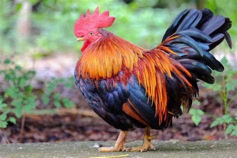 Chicken Little Game GUI Java 的图像结果