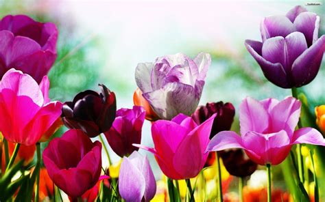 Free Spring Backgrounds 的图像结果