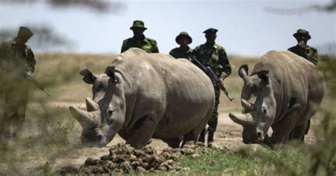Najin, One Of The World’s Last Two Northern White Rhinos, Retires From ...