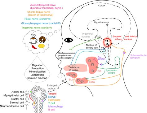 Frontiers | Progress in salivary glands: Endocrine glands with immune functions