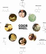 Image result for Odours