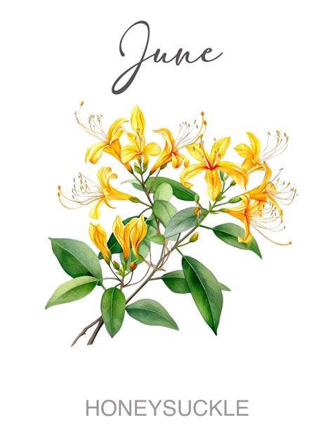 June watercolor honeysuckle birth month flower wall art print in 2025 ...