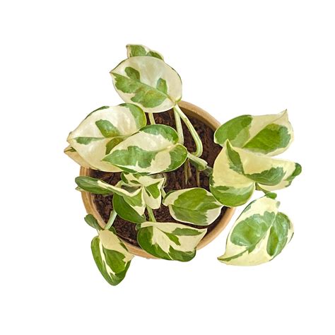 All indoor plants ( Money Live Plant) – Indian Gardens