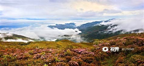 金阳县山顶的索玛花与云海 图片 | 轩视界
