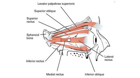 Anatomy of Eye and Salivary Glands, Key Anatomical Questions and ...