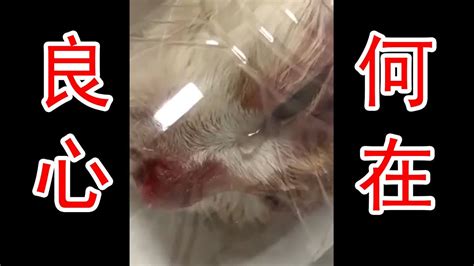 【奇葩新闻】男子被母猫抓伤后，用开水把母猫和它的四个孩子烫死！ - YouTube