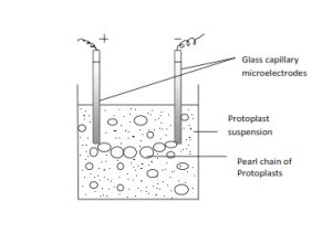 Protoplast Technology - Page 2 of 5 - Simplynotes - Online Notes for ...