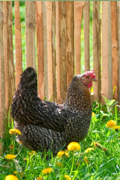 Which Chickens Lay The Most Eggs? The 9 Most Productive Breeds