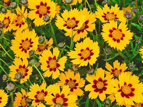 8 Varieties of Coreopsis for Your Flower Garden