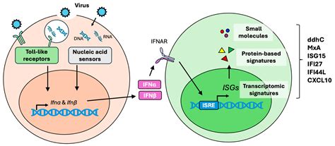 Interferon-Stimulated Genes and Immune Metabolites as Broad-Spectrum ...