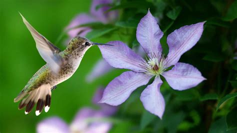 Image result for pictures of a hummingbird feeding from a purple clematis