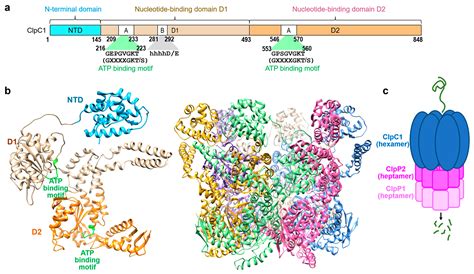 Characterization of Cyclic Peptides for Antituberculosis Drug ...