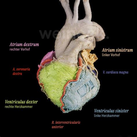 Herz: Form und Aufbau – präpApp – Early Access