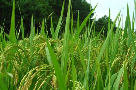 发明杂交水稻的背景是什么？_百度知道