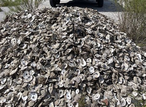 Nonprofit’s ‘Shells for Shorelines’: A recipe to save the bay - St Pete ...