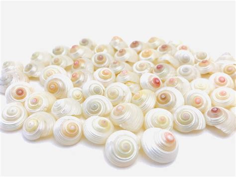 Image result for Pearly Shell Character