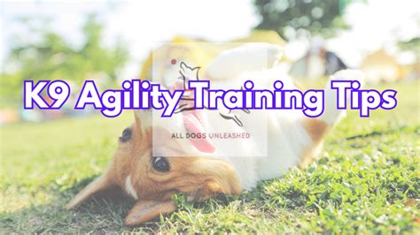 Image result for Agility Training Tips
