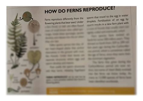 SOLUTION: How do ferns reproduce - Studypool