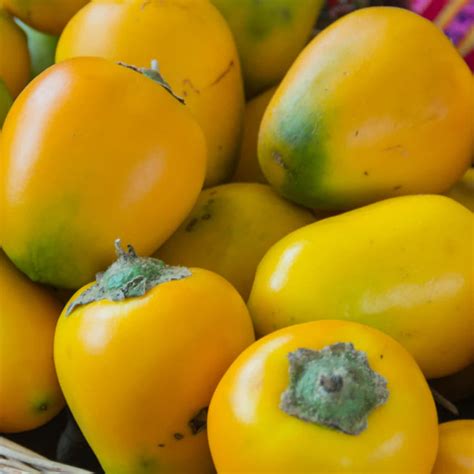 Cocona Fruit live Plant (Solanum sessiliflorum) – veliyathgardens