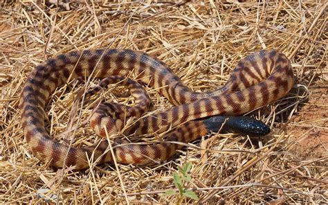 Image result for African Python Clip Art