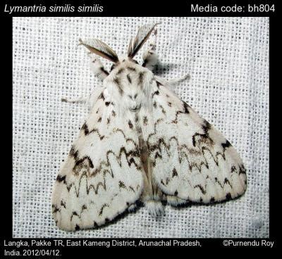 Lymantria similis Moore, 1879 - | Moths