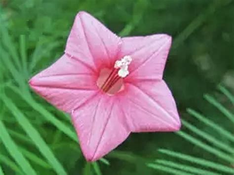 #Lovely-Wanko-blog: 9月28日の誕生花